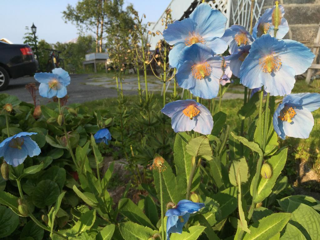 Отель Arctic Garden Лёдинген Экстерьер фото